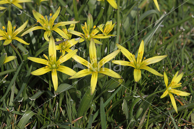 Meadow Gagea (Gagea pratensis)