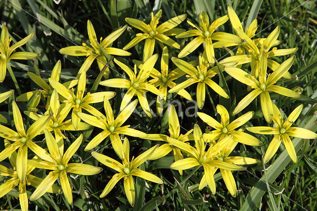 Meadow Gagea (Gagea pratensis)