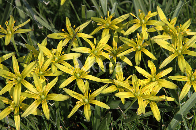 Meadow Gagea (Gagea pratensis)
