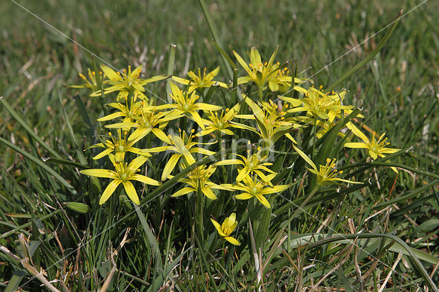 Weidegeelster (Gagea pratensis)