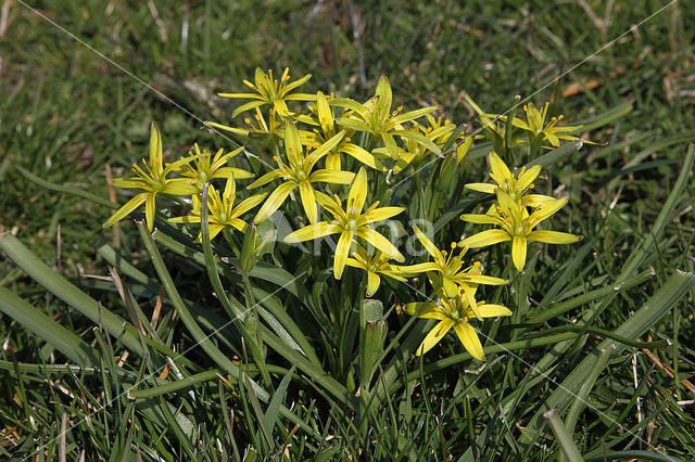 Weidegeelster (Gagea pratensis)