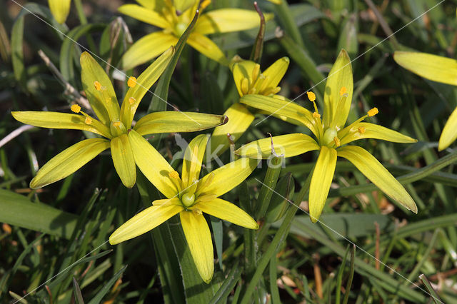 Meadow Gagea (Gagea pratensis)