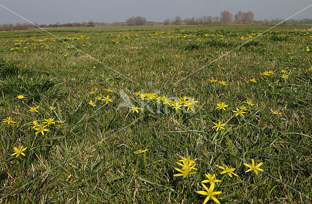 Weidegeelster (Gagea pratensis)