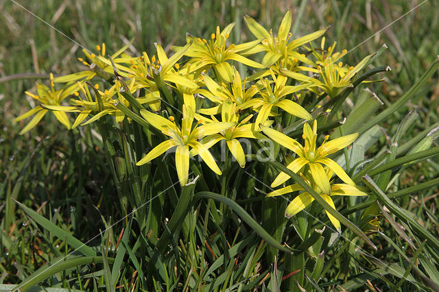 Weidegeelster (Gagea pratensis)