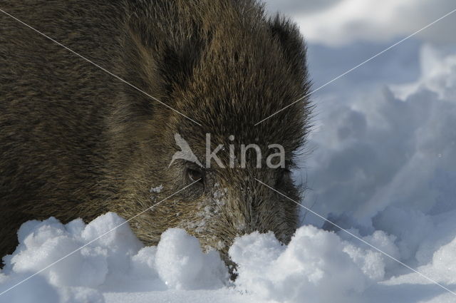 Wild Boar (Sus scrofa)