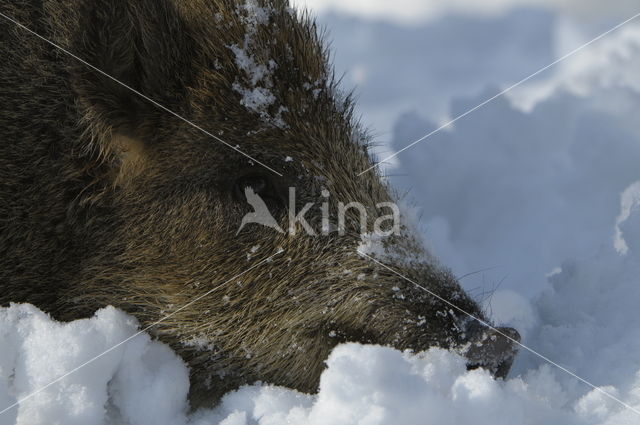 Wild Boar (Sus scrofa)