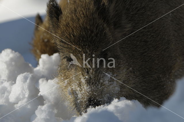 Wild Boar (Sus scrofa)