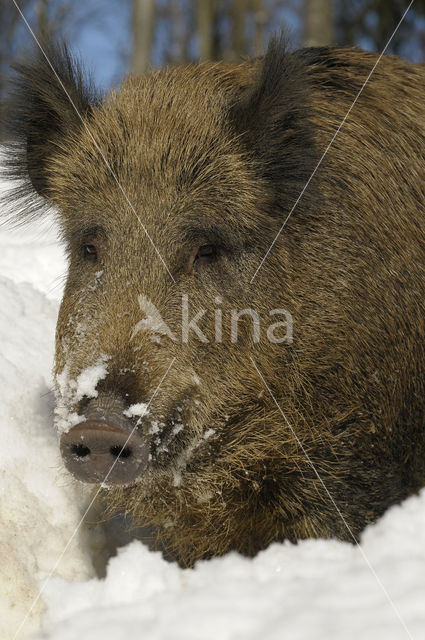 Wild Boar (Sus scrofa)