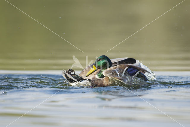 Mallard