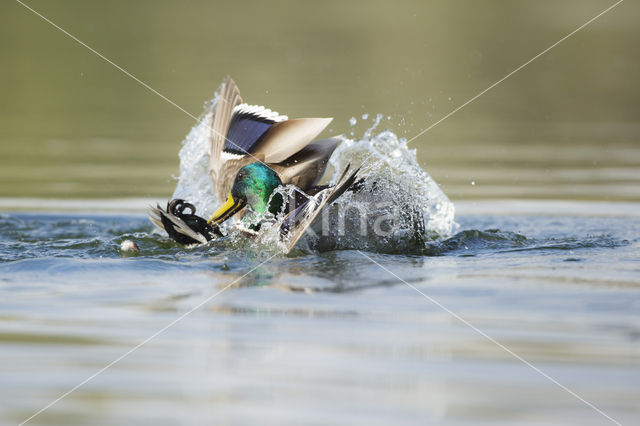 Mallard