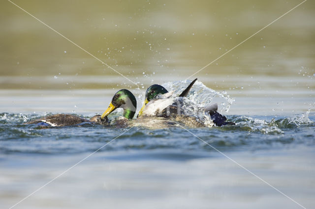 Wilde Eend (Anas platyrhynchos)