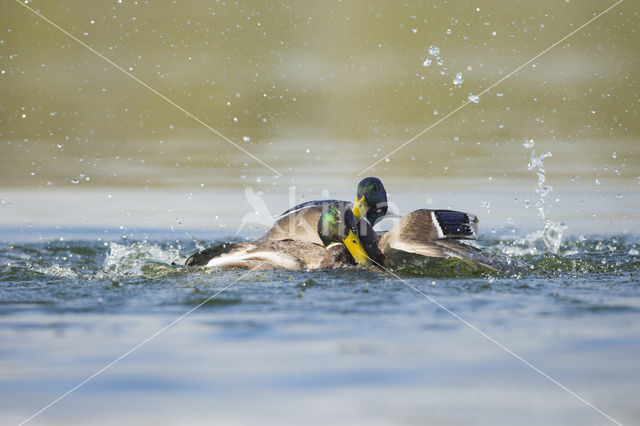 Mallard
