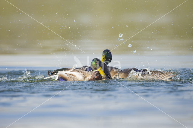 Mallard