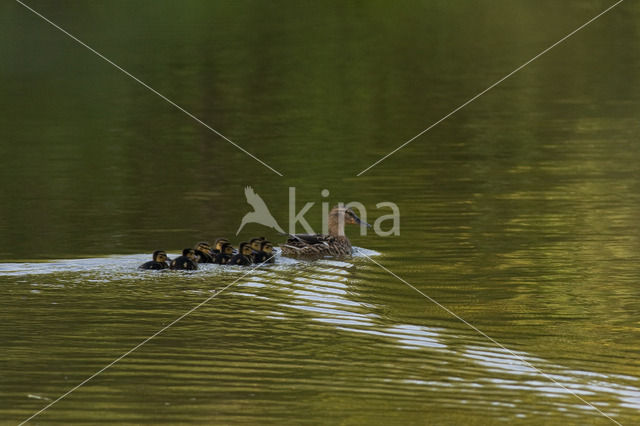 Wilde Eend (Anas platyrhynchos)