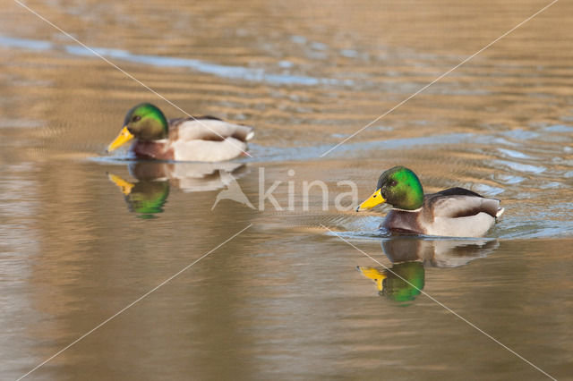 Wilde Eend (Anas platyrhynchos)