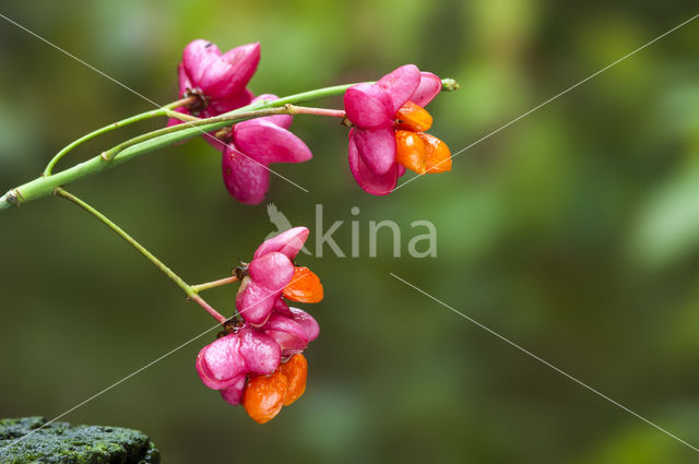 Wilde kardinaalsmuts (Euonymus europaeus)