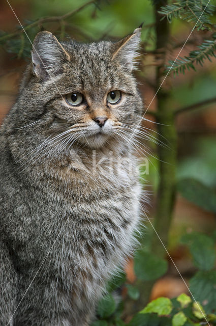 Wilde kat (Felis silvestris)