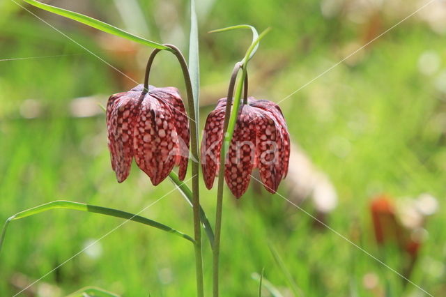 Wilde kievitsbloem (Fritillaria meleagris)