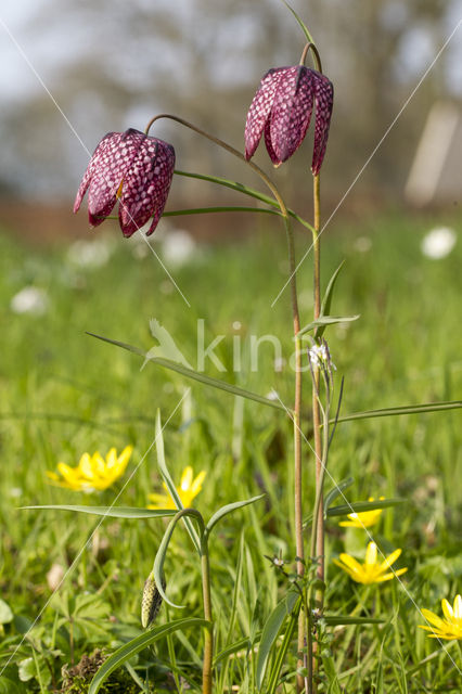 Wilde kievitsbloem (Fritillaria meleagris)