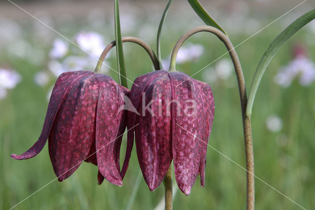 Wilde kievitsbloem (Fritillaria meleagris)