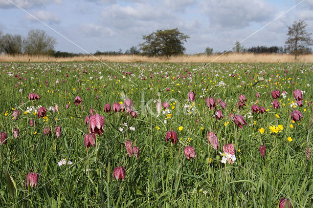 Wilde kievitsbloem (Fritillaria meleagris)