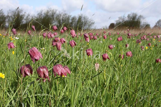 Fritillary