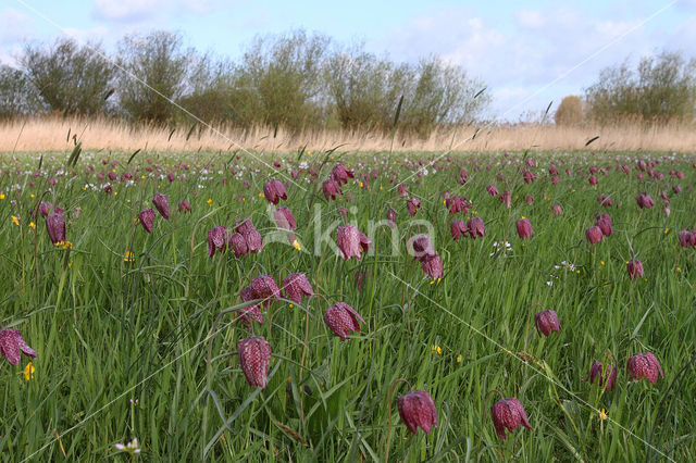 Fritillary