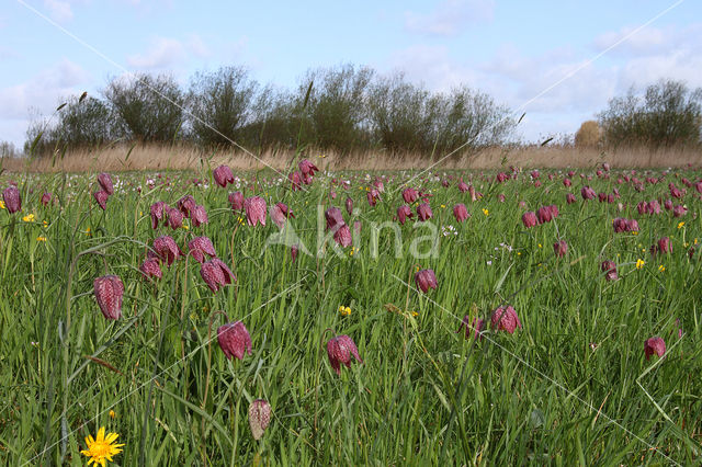 Wilde kievitsbloem (Fritillaria meleagris)