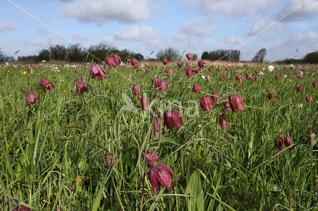 Wilde kievitsbloem (Fritillaria meleagris)