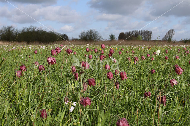 Fritillary