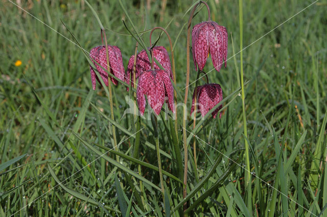 Wilde kievitsbloem (Fritillaria meleagris)