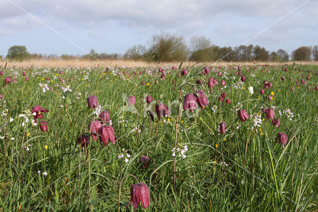 Wilde kievitsbloem (Fritillaria meleagris)