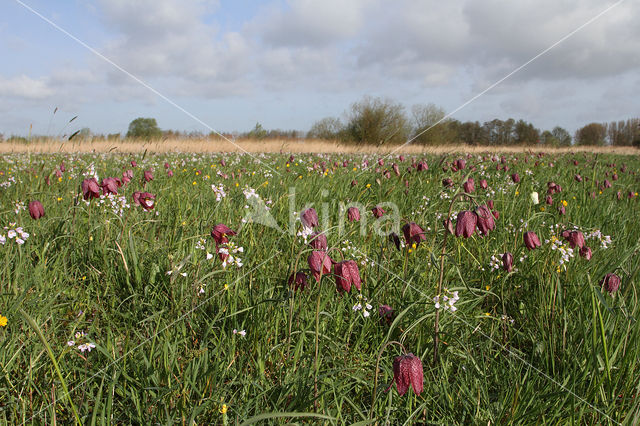 Wilde kievitsbloem (Fritillaria meleagris)