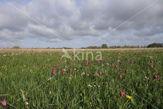 Wilde kievitsbloem (Fritillaria meleagris)