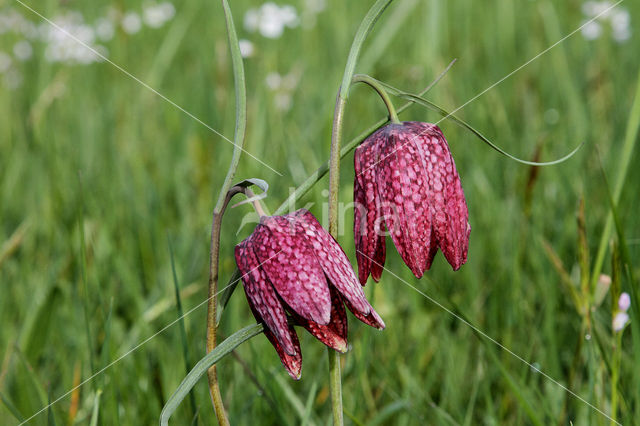 Wilde kievitsbloem (Fritillaria meleagris)