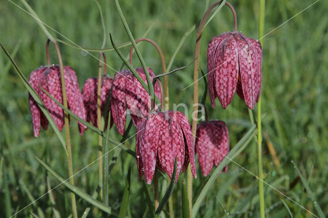 Wilde kievitsbloem (Fritillaria meleagris)