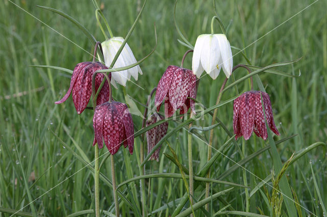 Wilde kievitsbloem (Fritillaria meleagris)