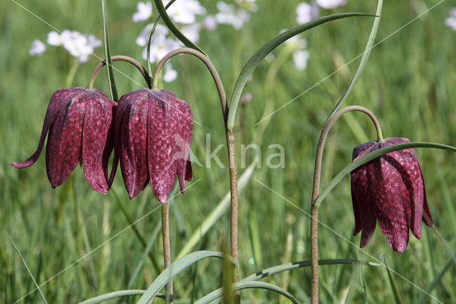 Wilde kievitsbloem (Fritillaria meleagris)