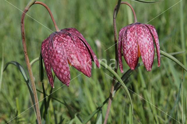 Wilde kievitsbloem (Fritillaria meleagris)