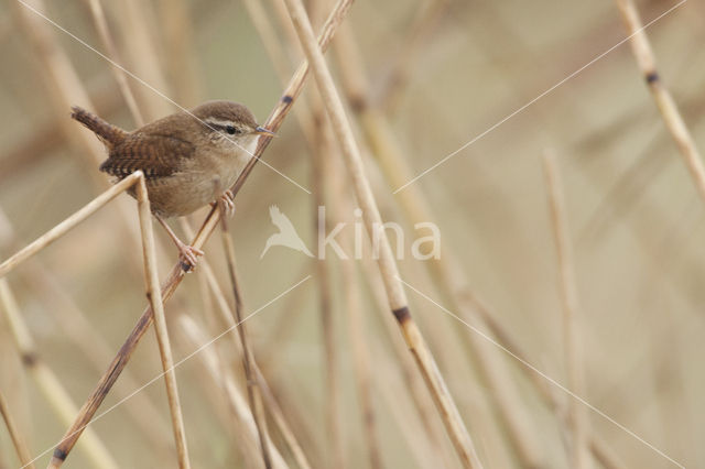 Winterkoning (Troglodytes troglodytes)