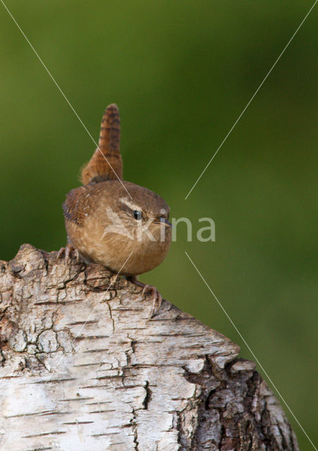 Winterkoning (Troglodytes troglodytes)