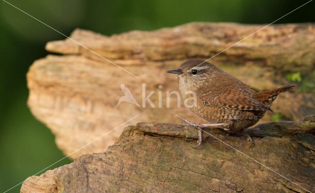 Winterkoning (Troglodytes troglodytes)