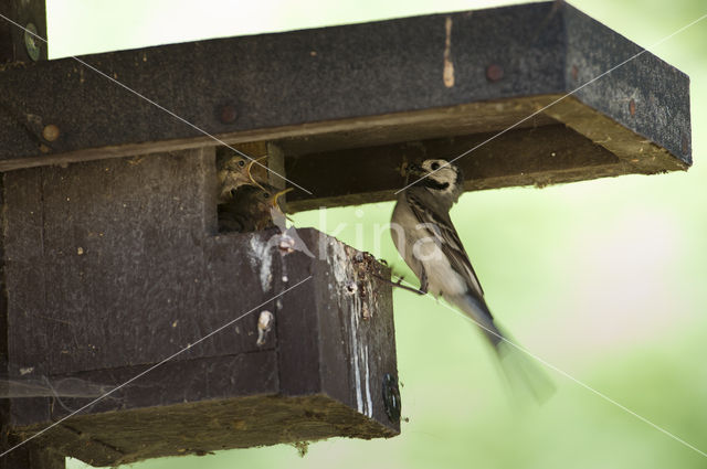 White Wagtail (Motacilla alba)