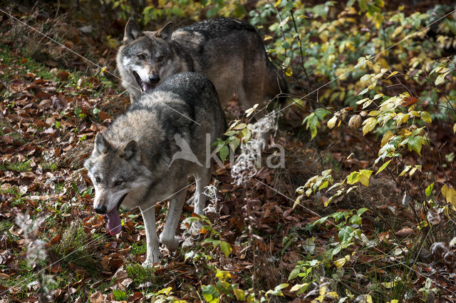 Wolf (Canis lupus)