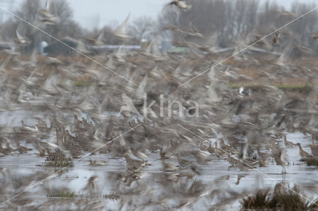 Eurasian Curlew (Numenius arquata)