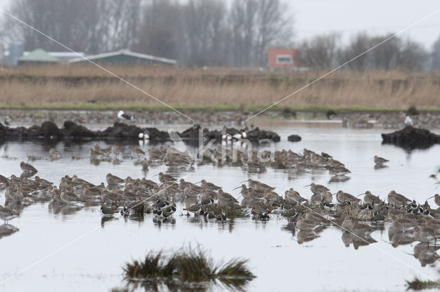 Eurasian Curlew (Numenius arquata)