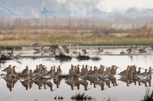 Eurasian Curlew (Numenius arquata)