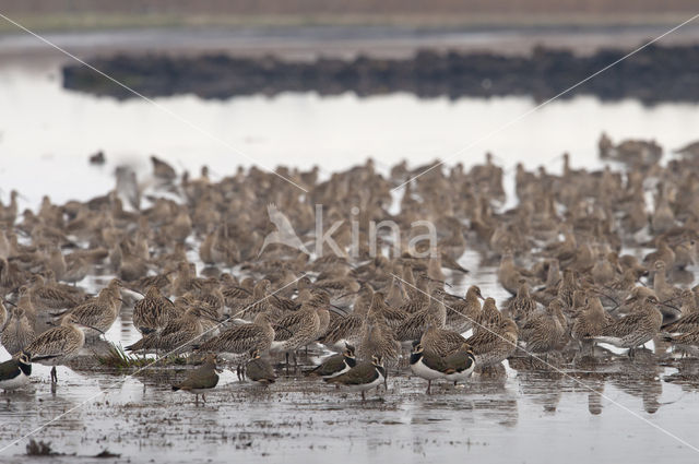 Eurasian Curlew (Numenius arquata)