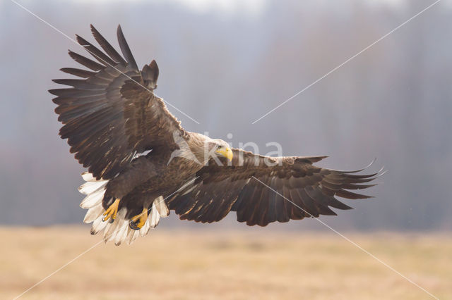 White-tailed Sea Eagle (Haliaeetus albicilla)