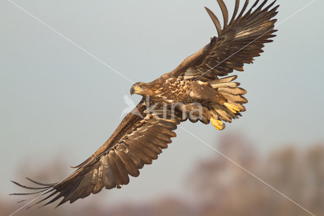 Zeearend (Haliaeetus albicilla)